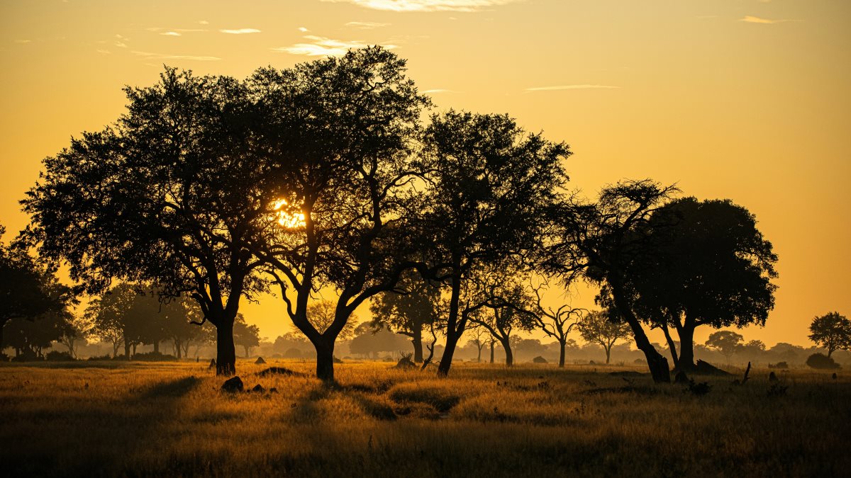 Dawn in Hwange, Zimbabwe. Credit: Birger Strahl, Unsplash.
