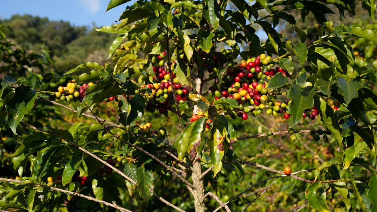 coffee berries on bush