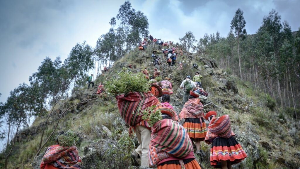 Community Reforestation, Accion Andina