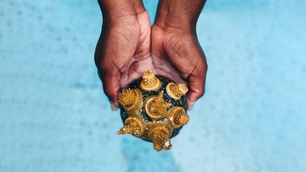 Coral Vita coral cookie in water