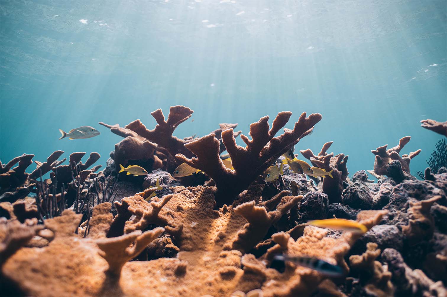 Coral Vita growing coral