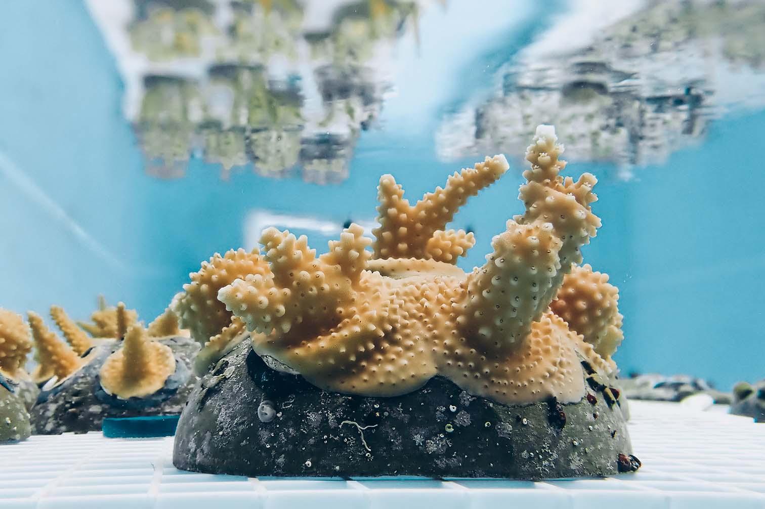 Coral Vita growing coral
