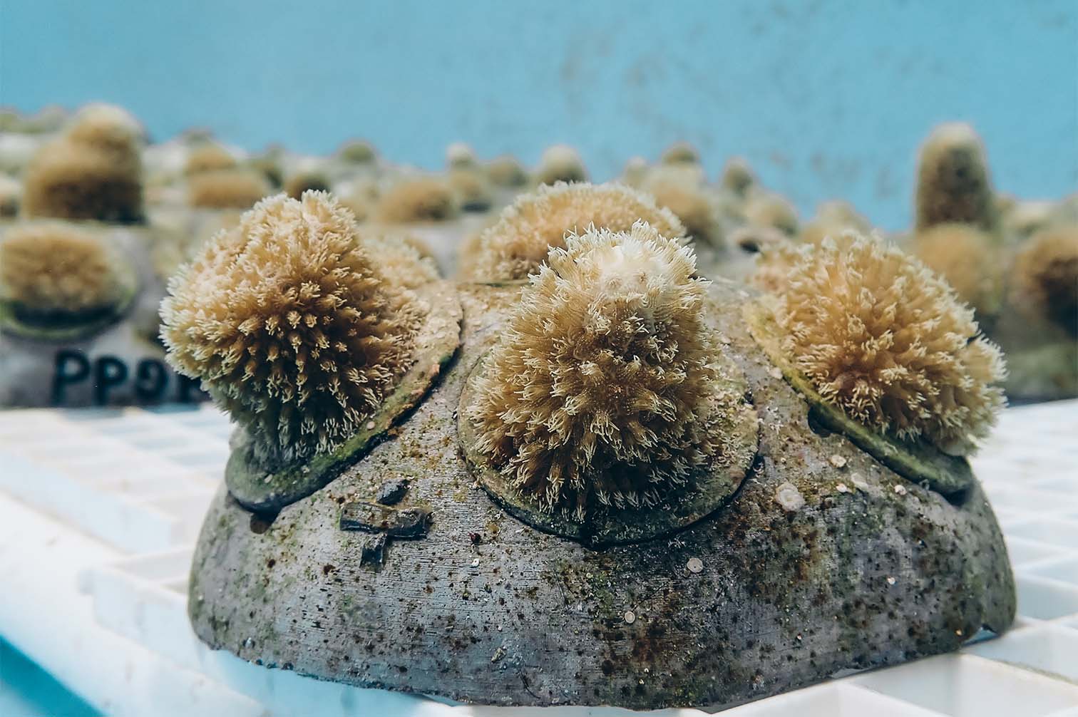 Coral Vita growing coral