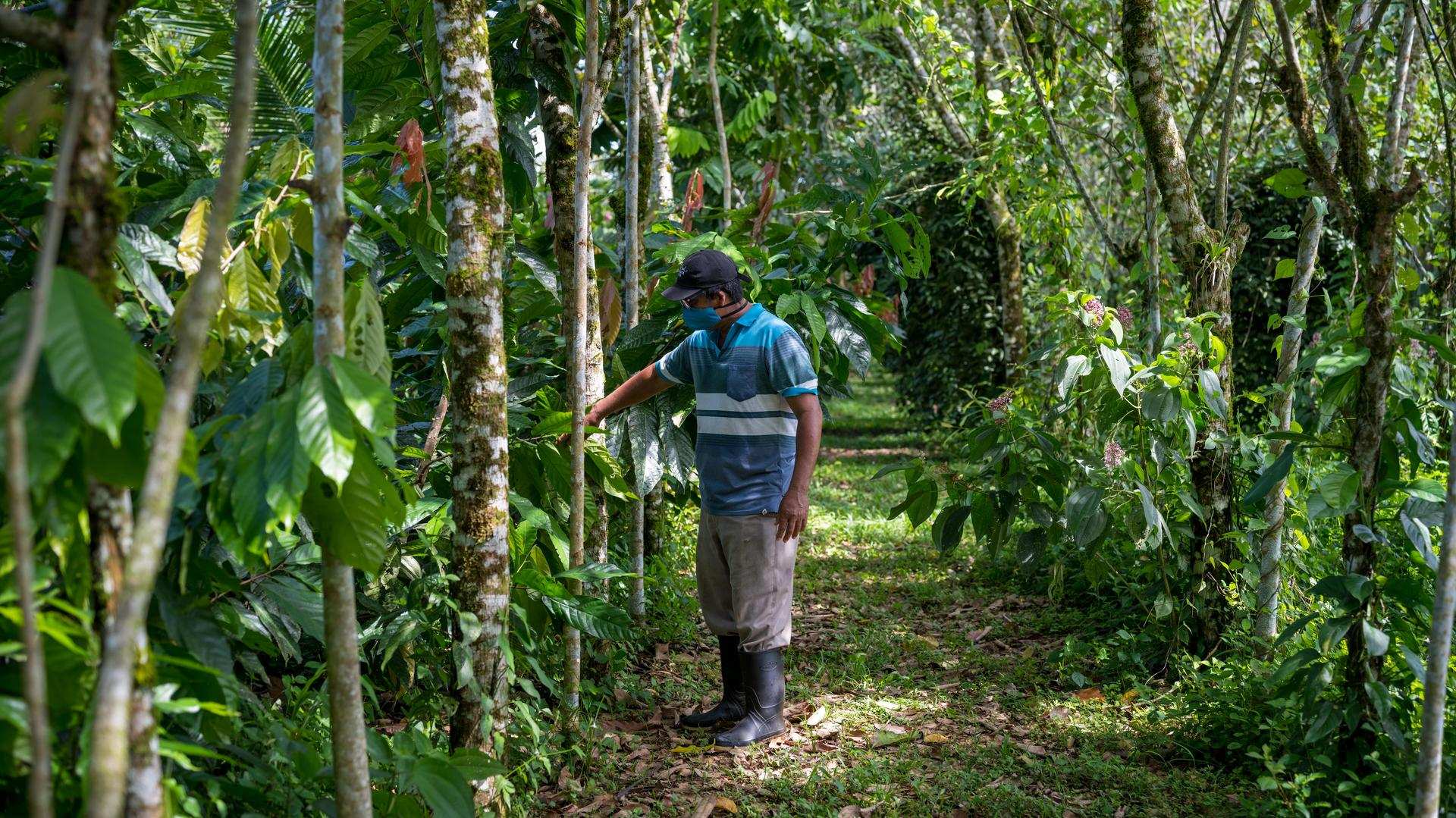 Costa Rica man inspects trees