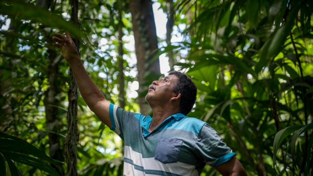 Costa Rica man reaches into tree leaves