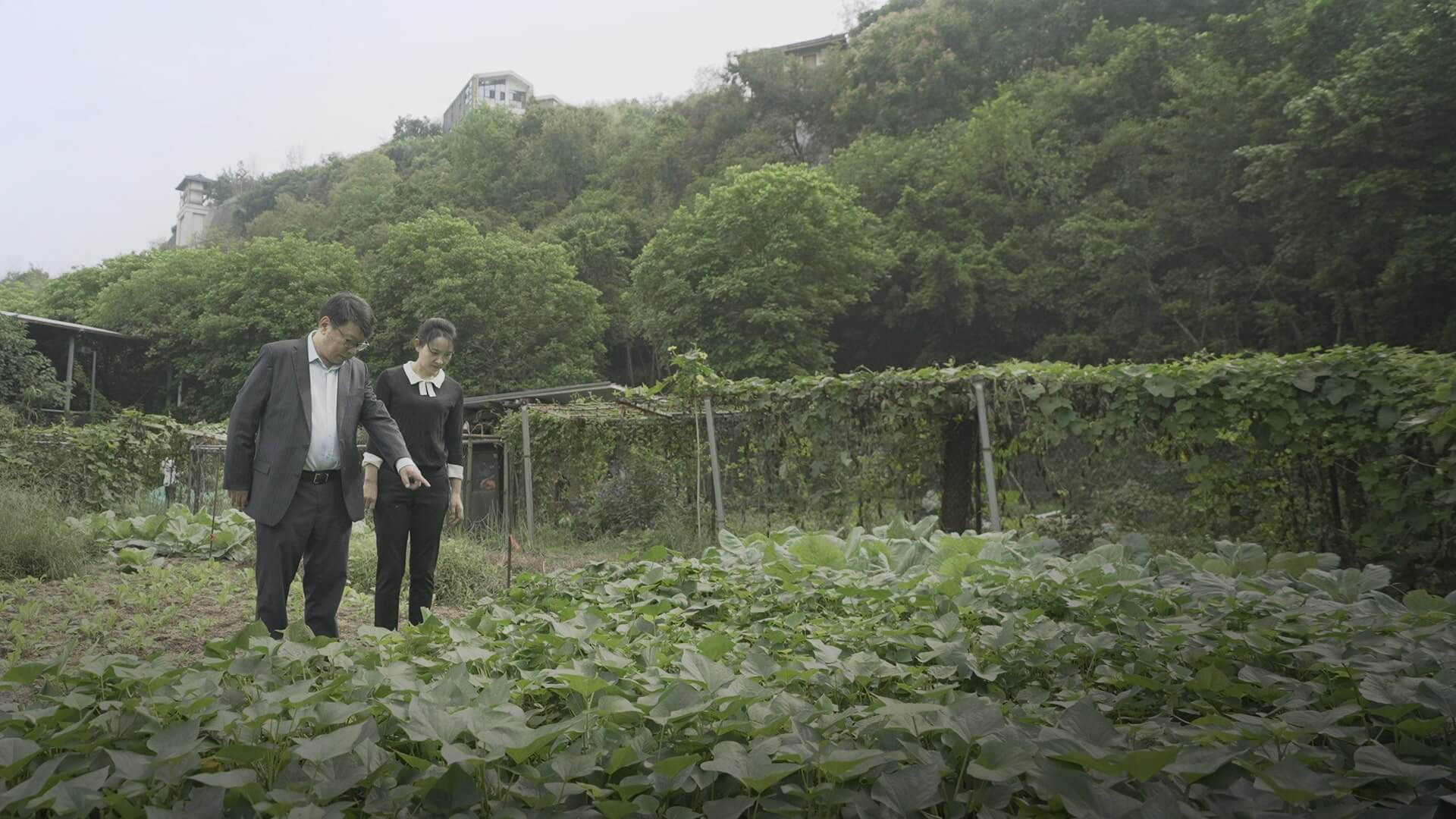 Desert Agricultural Transformation on site - Professor Yi Zhijian and colleague