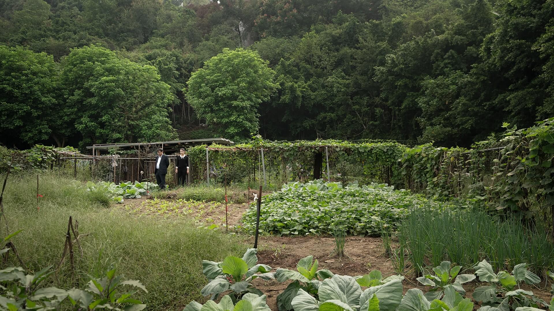 Desert Agricultural Transformation on site