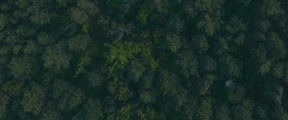 forest drone