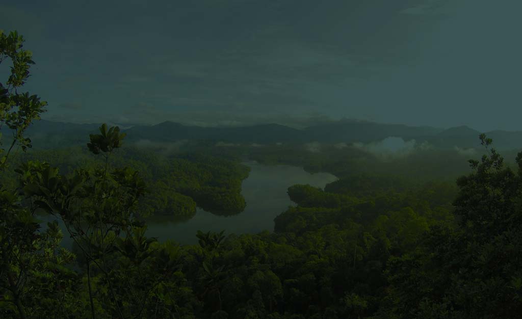 Forest and lake