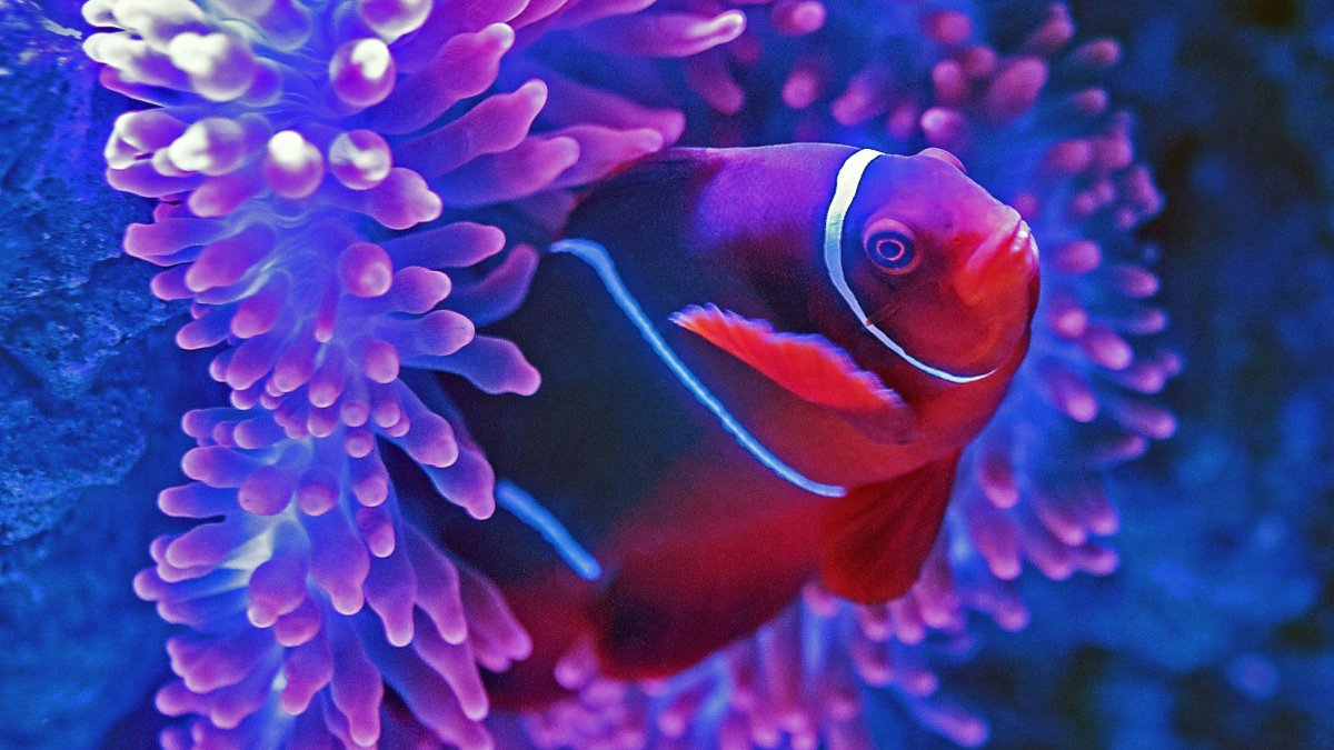 A fish swims out from some coral