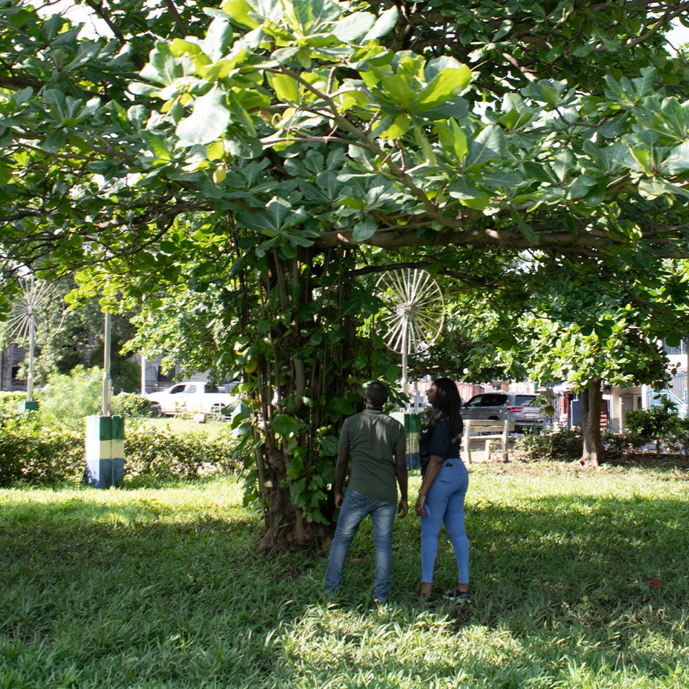 Freetown tree planting