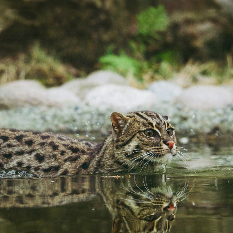 Fishing cat in water