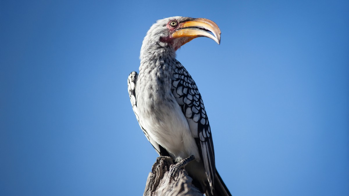 Hornbill bird