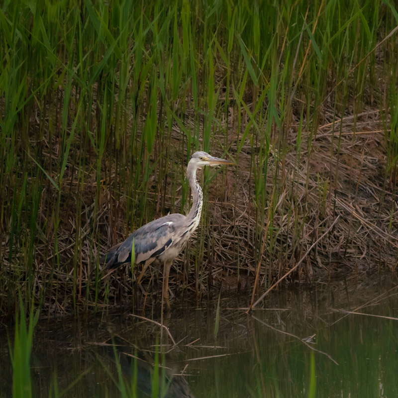 Seabird on ponds edge