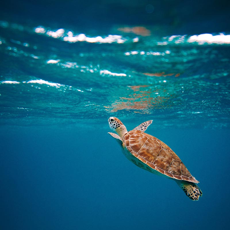 Turtle swims in the sea