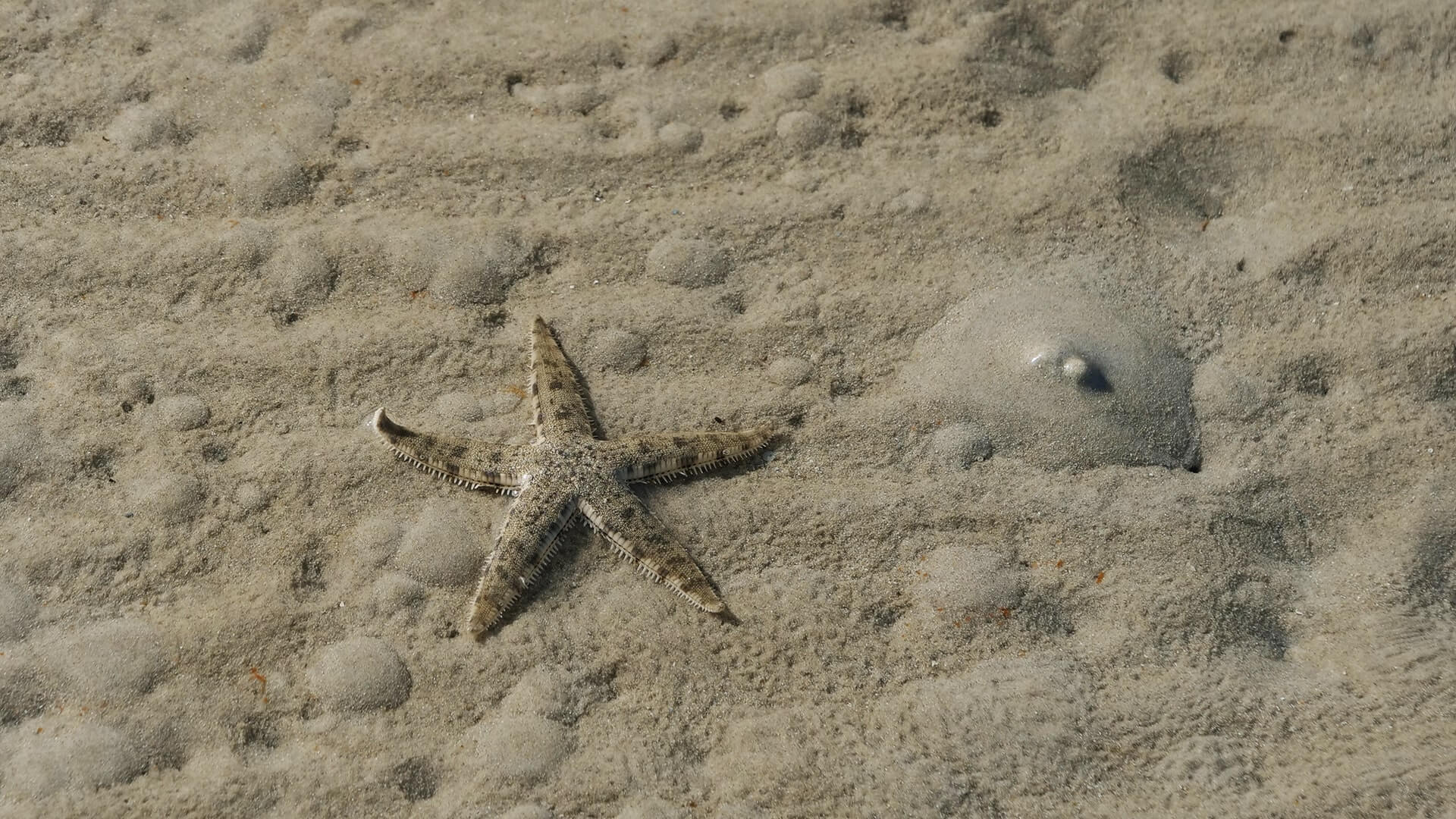 Indigenous Women of the Great Barrier Reef starfish