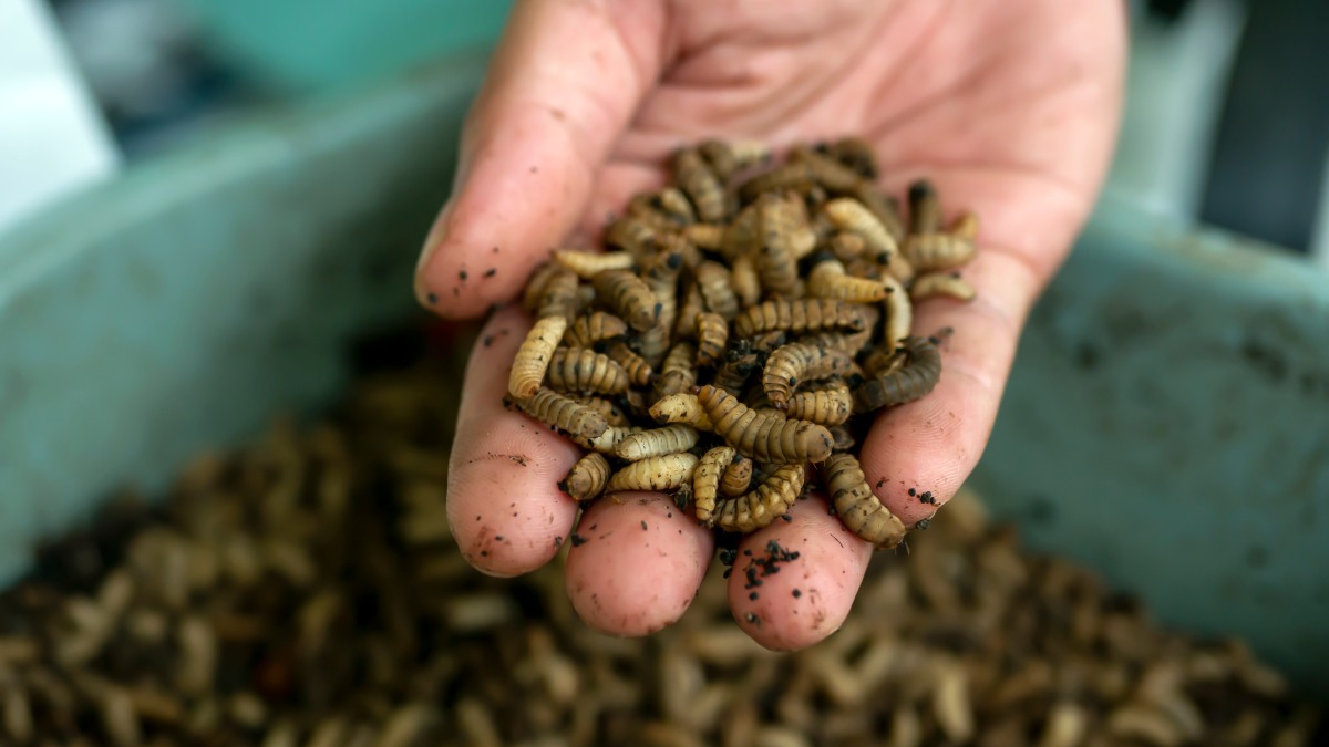 Alternative proteins like insect-based animal feed and fertilizers, developed by Protix, can save vast amounts of CO2