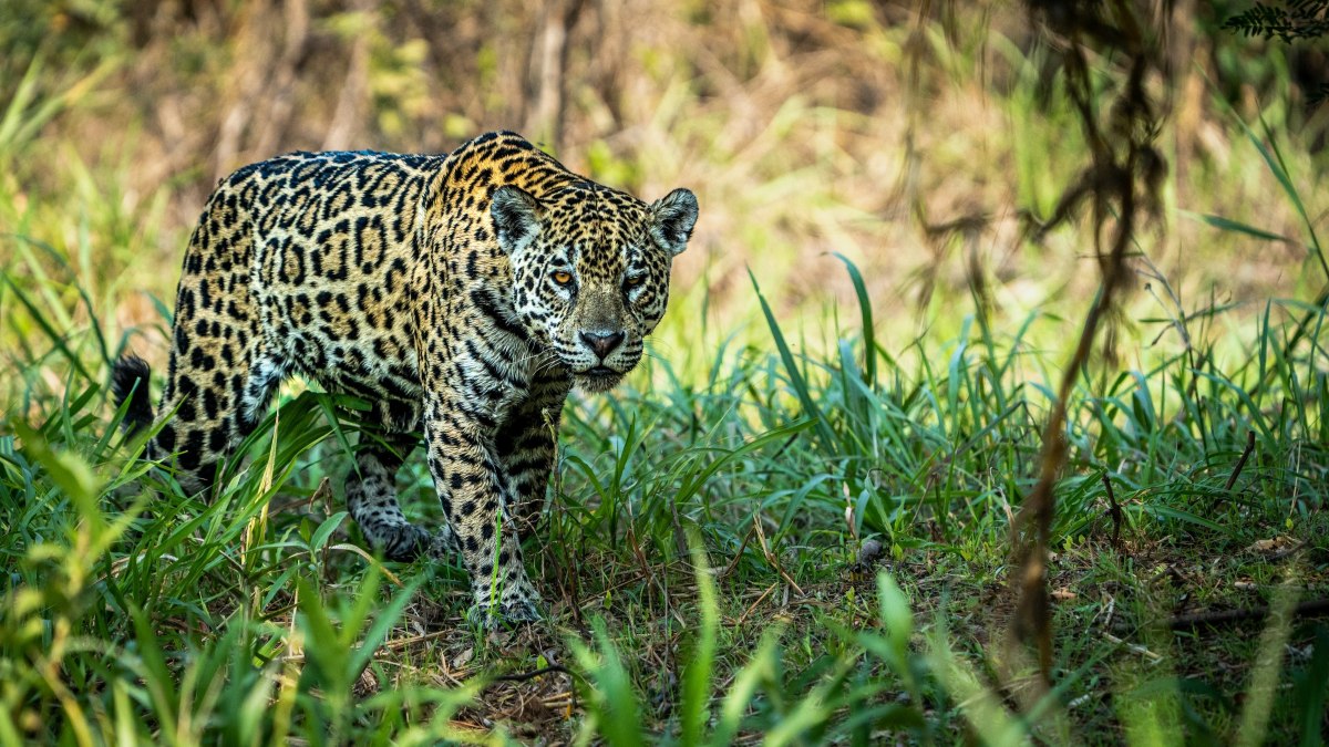 Colombia is home to around 16,000 jaguars, but their habitat is becoming increasingly fragmented. Credit: Sam Power, Unsplash.
