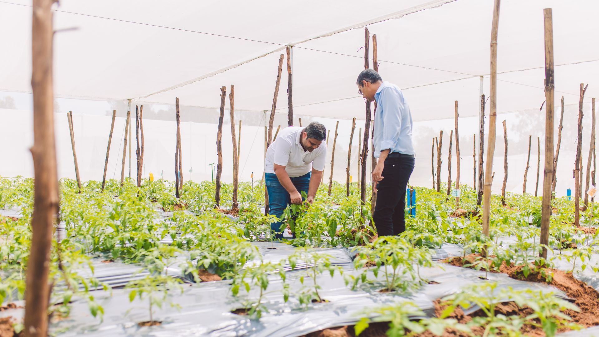 Kheyti Co-founder CEO Kaushik Kappagantulu and colleague in greenhouse