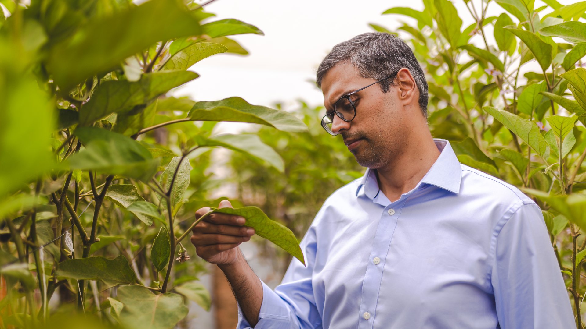 Kheyti Co-founder CEO Kaushik Kappagantulu inspects leaf