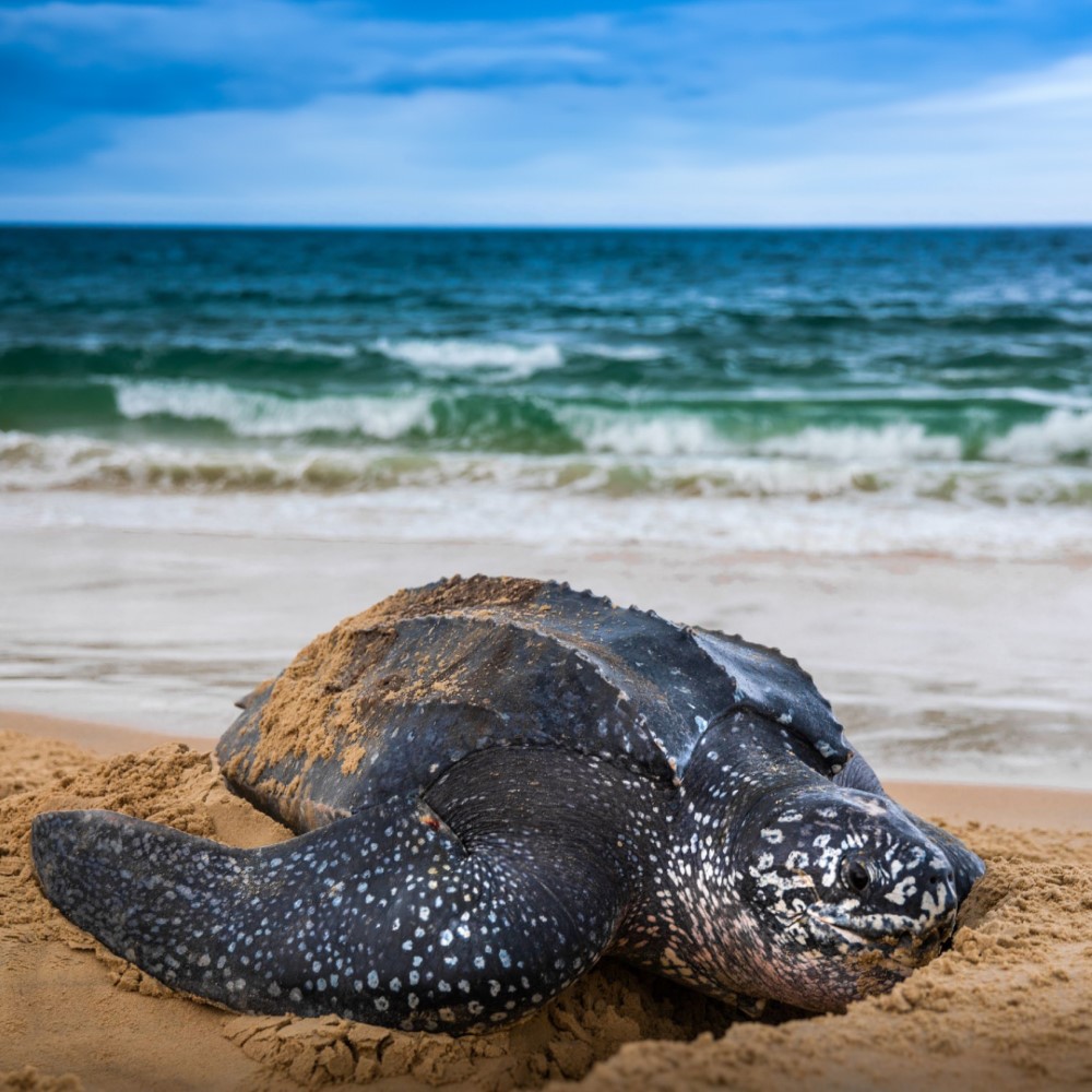 Leatherback turtle