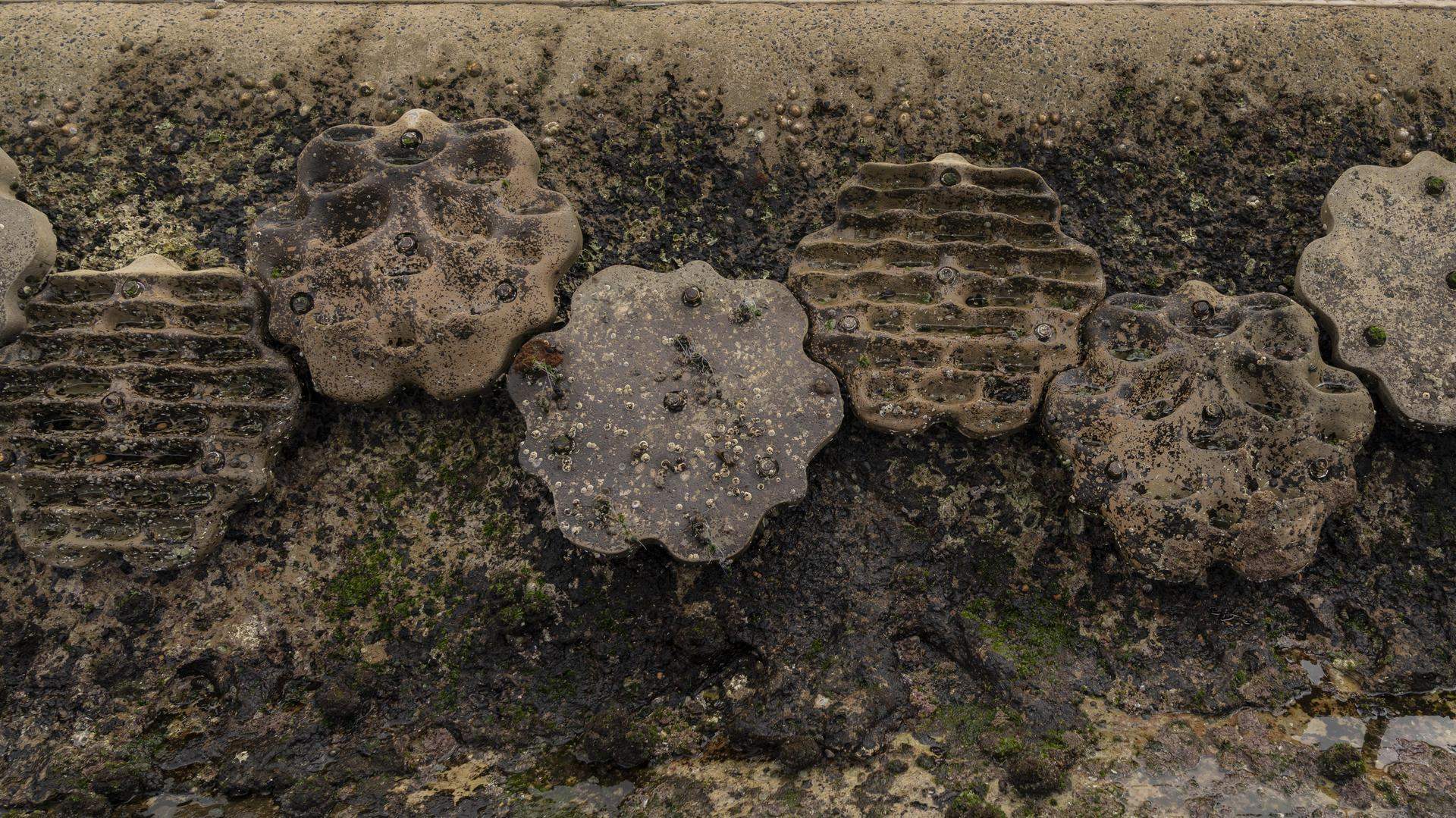 Living Seawalls closeup of tiles on wall