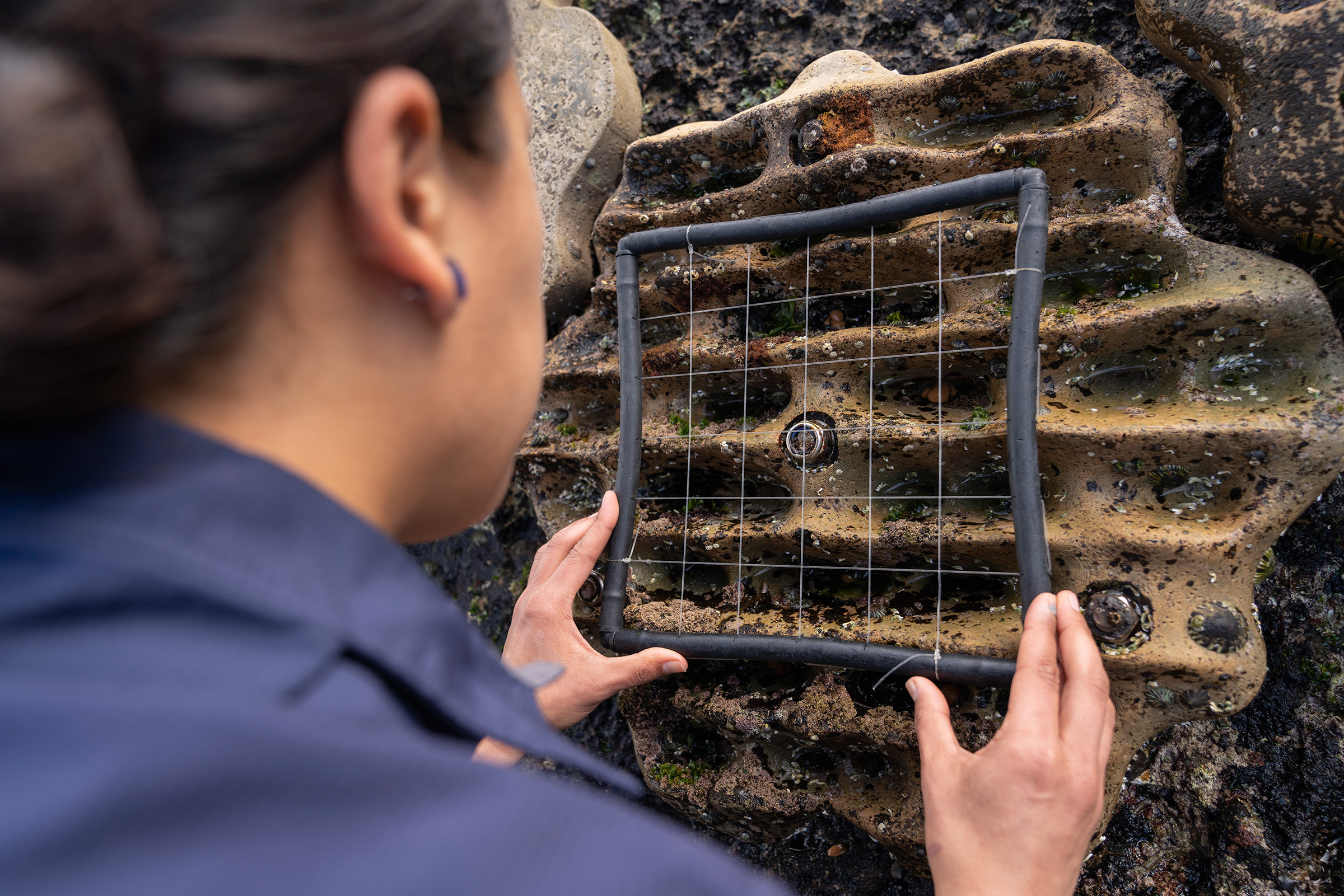 Person inspecting a living seawall