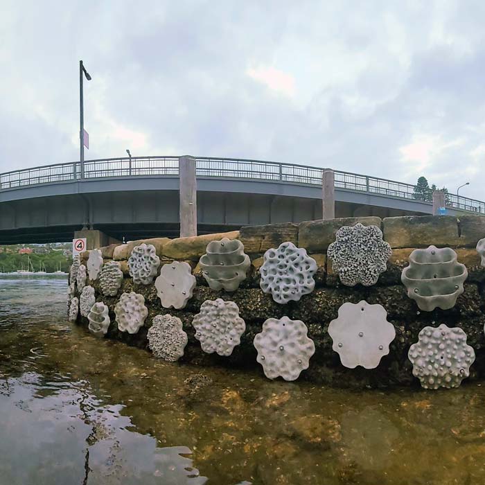 Living Seawalls installation in Mosman, Sydney