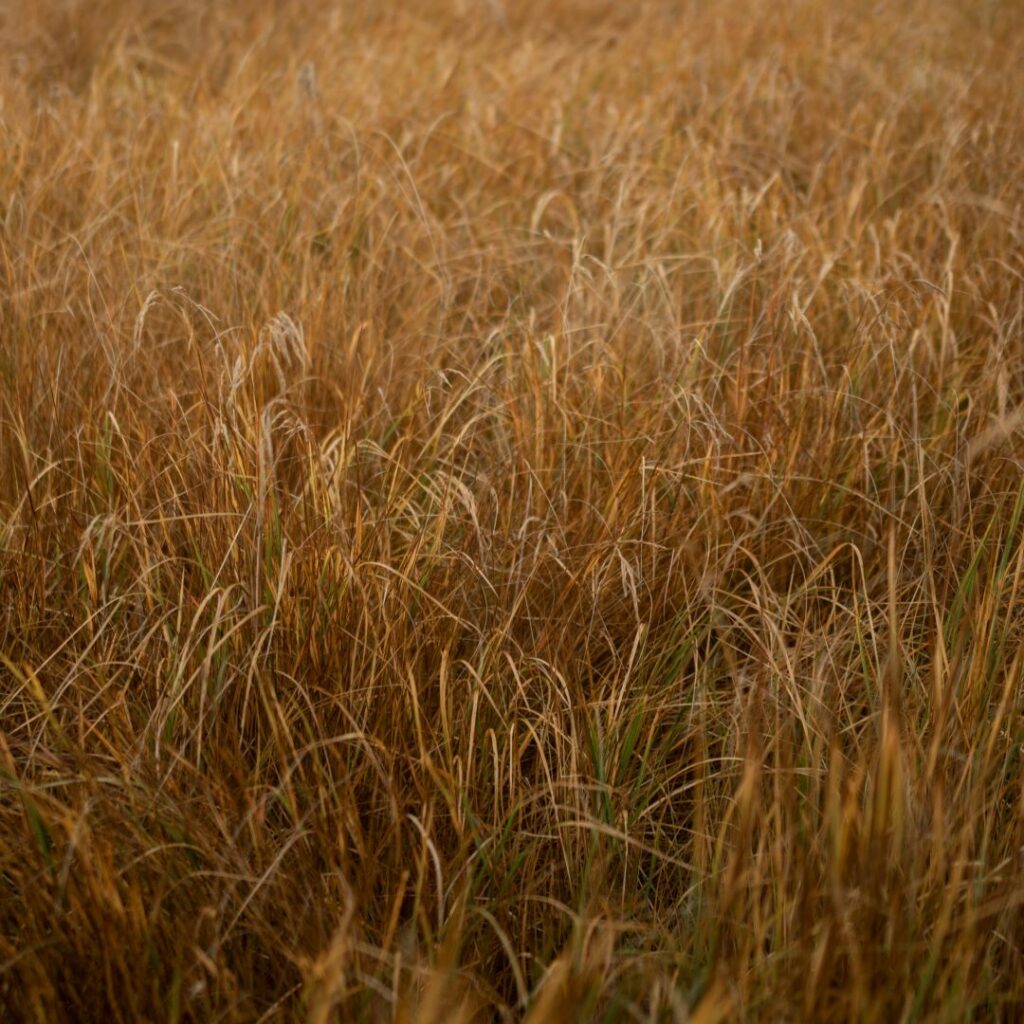 Mongolian grassland