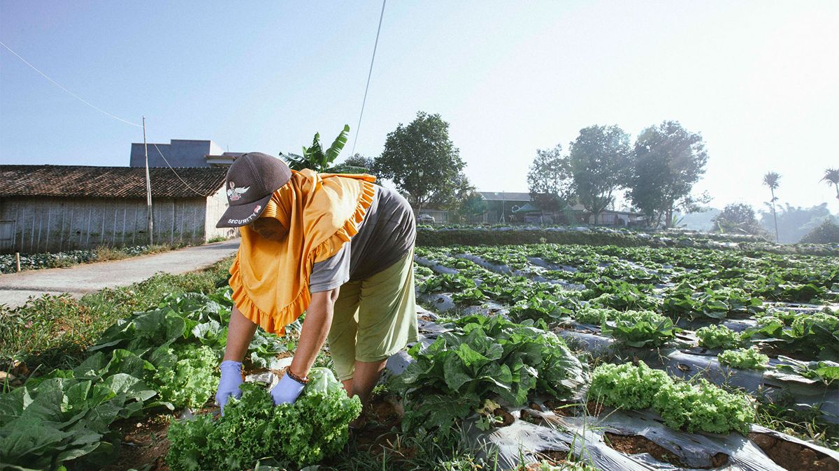 MYCL crop waste