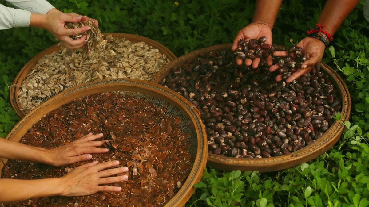 native seeds ready for planting