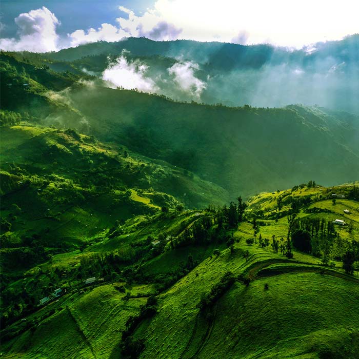 Rainforest on hills