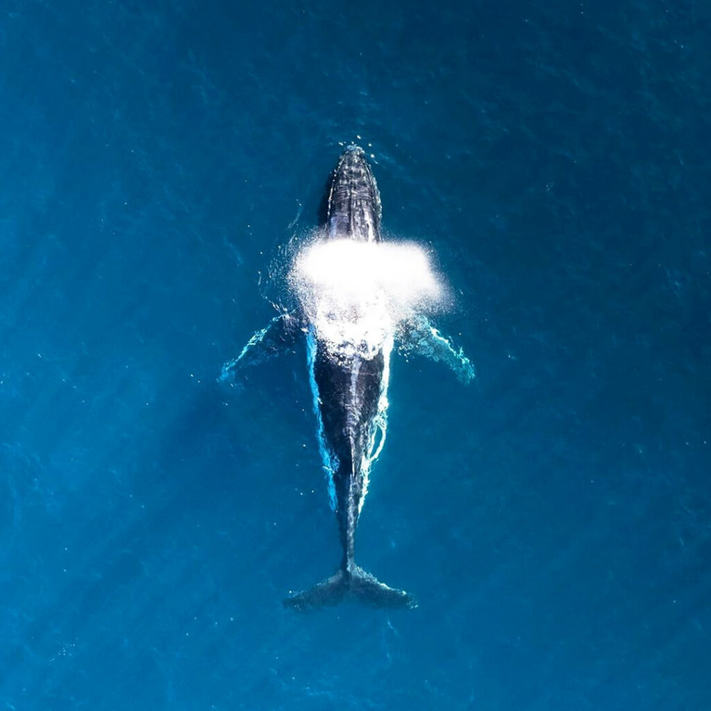 Humpback whale