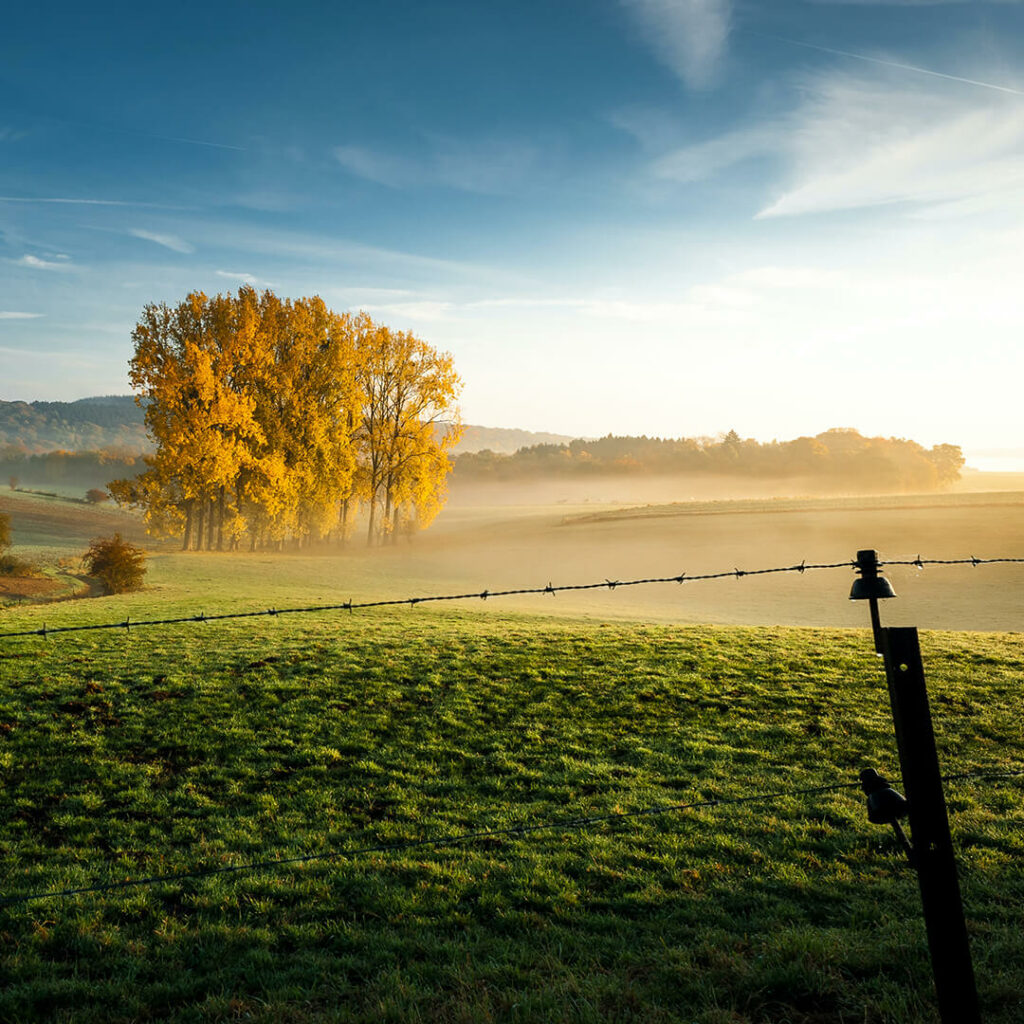 Beautiful field