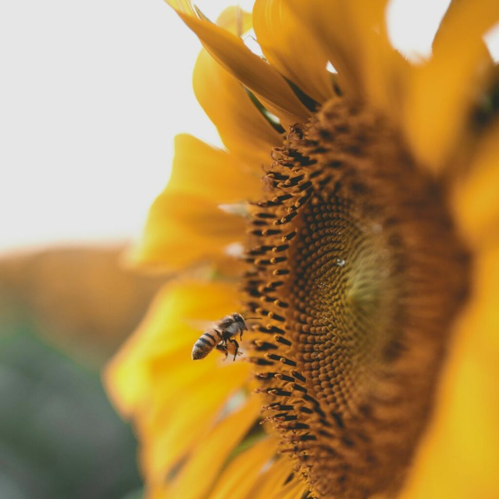 Bee on sunflower