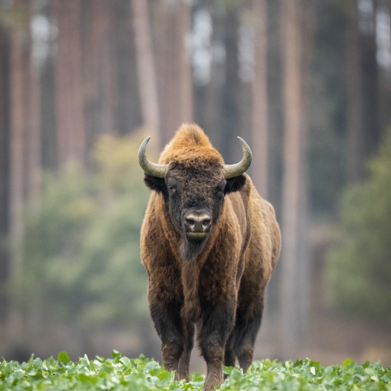 Optimism May 24 - Bison