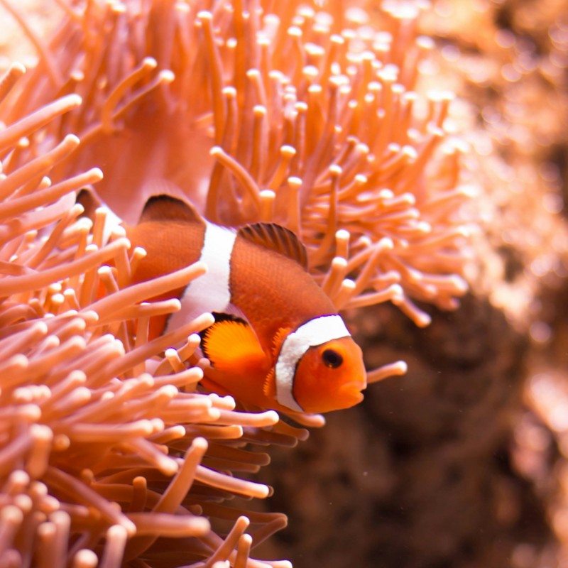 Optimism May 24 - Coral