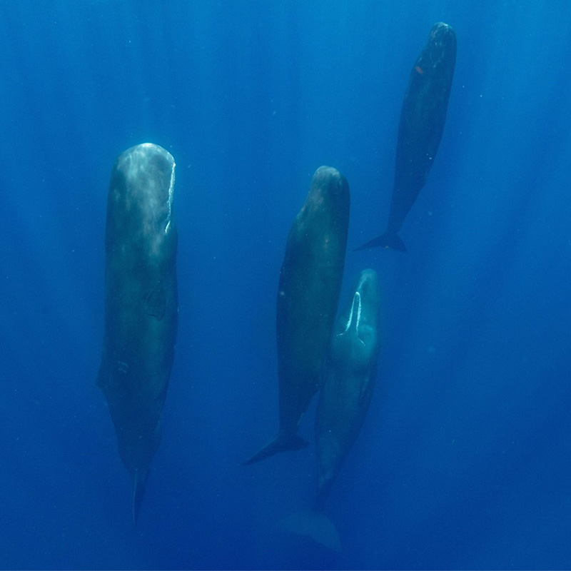 Sperm whales in ocean