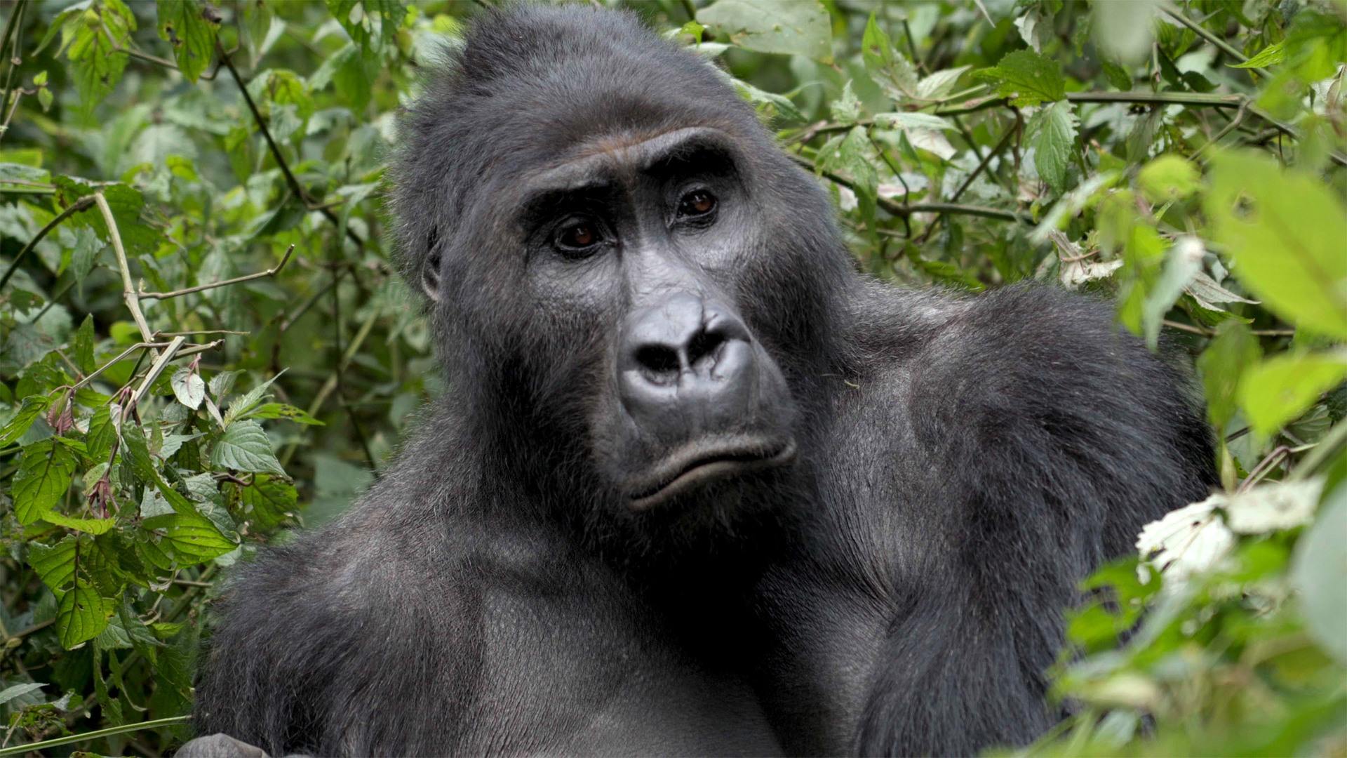 Pole Pole gorilla