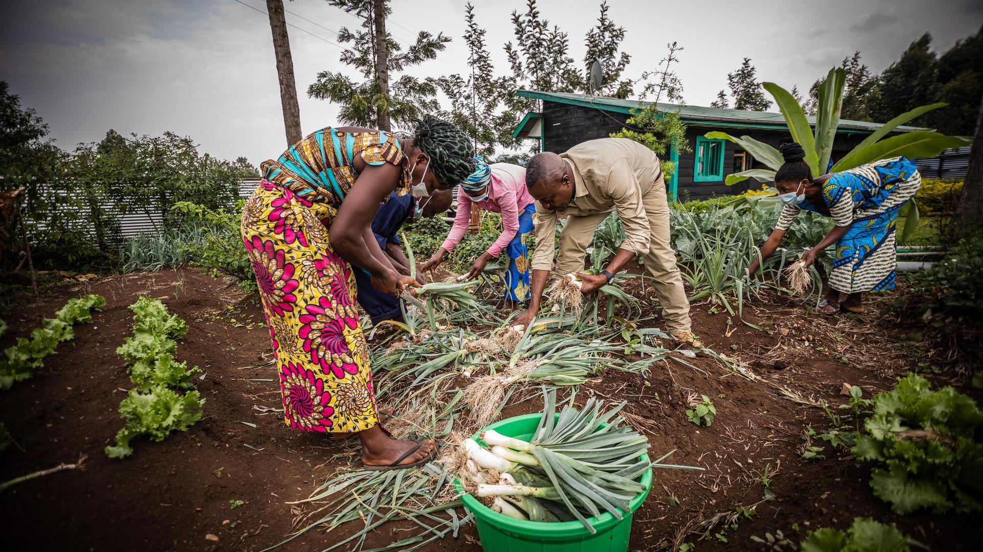 Pole Pole harvesting crops