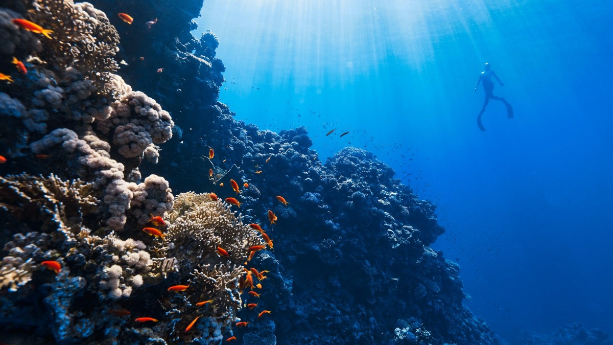 Diver underwater near coral