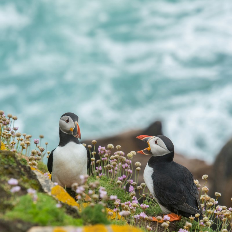 Puffins on cliff edge