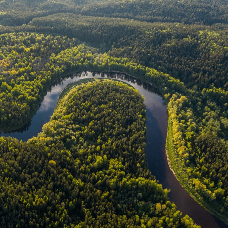 Rainforest and river