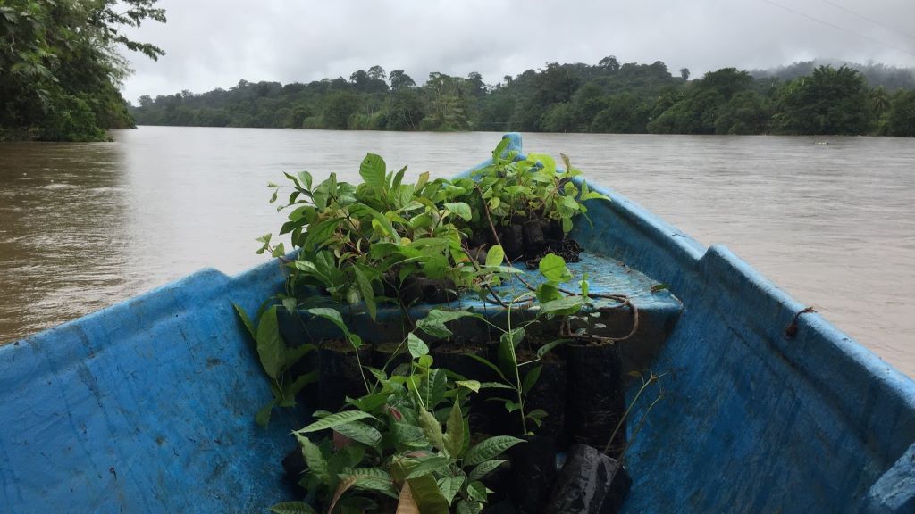 Nature restoration project. Credit: Restor