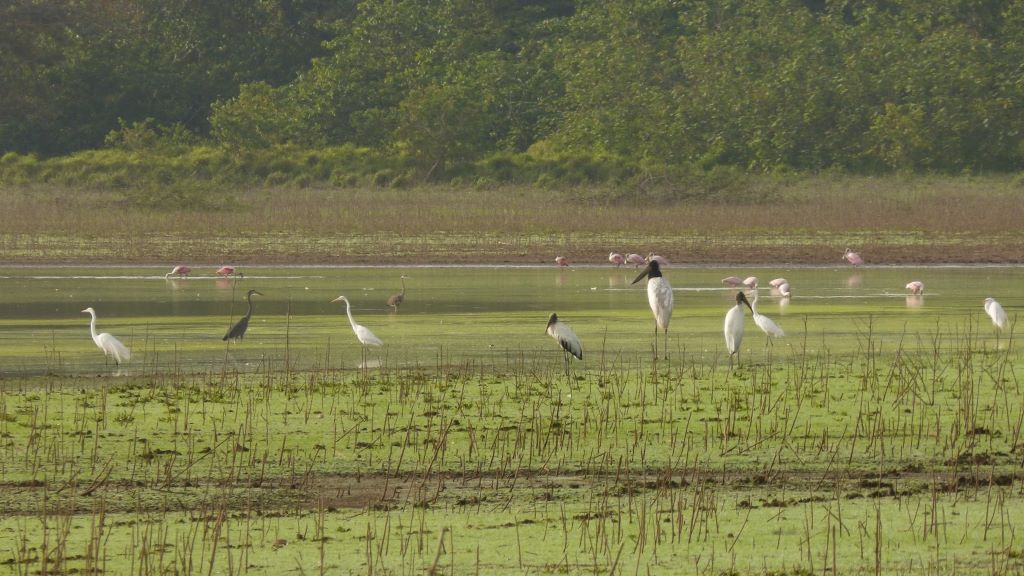 Nature restoration project. Credit: Restor