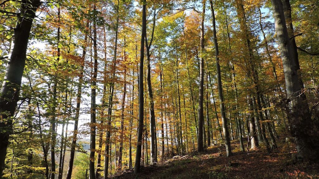 Nature restoration project. Credit: Restor