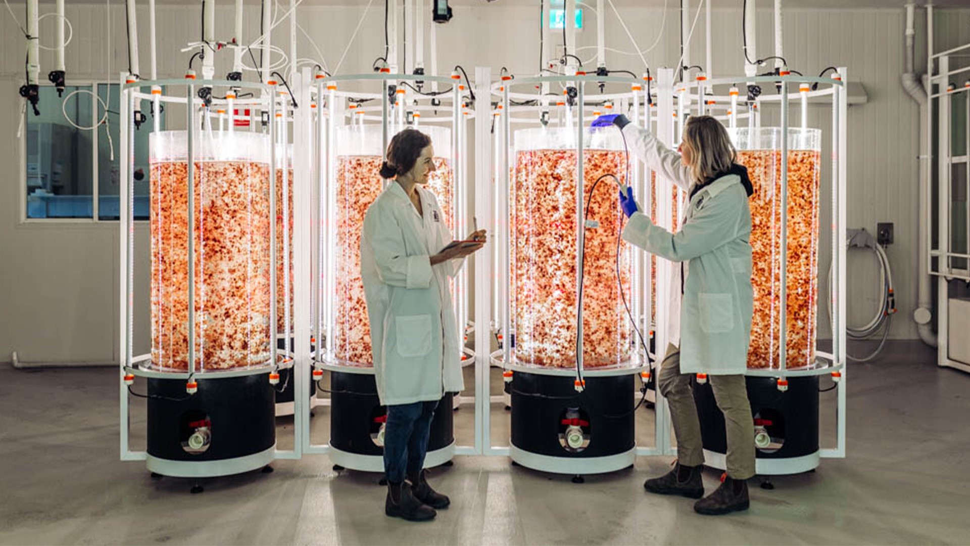 Sea Forest cultivating seaweed in hatchery