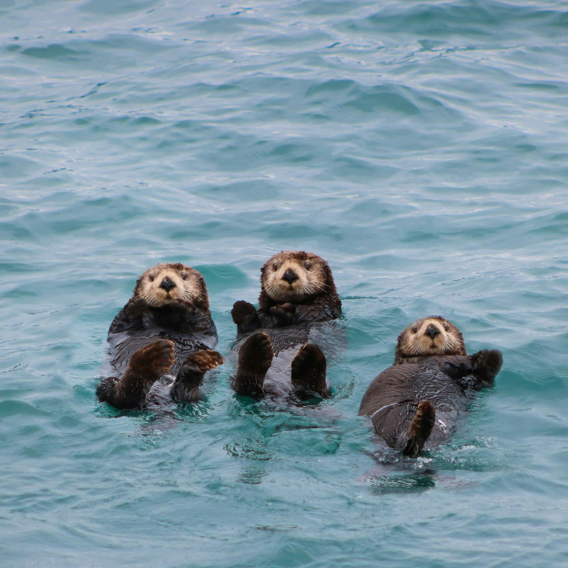 Sea otters floating