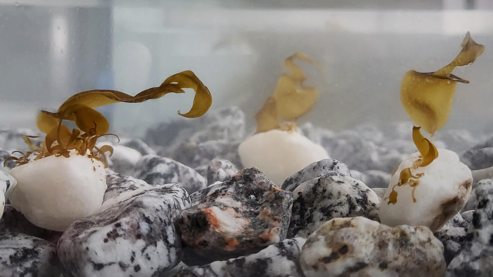 SeaForester green gravel in lab