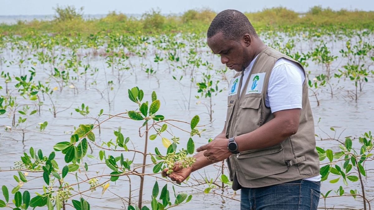 Community worker inspecting mangrove sampling in Keta Lagoon, Ghana. Credit: Terraformation